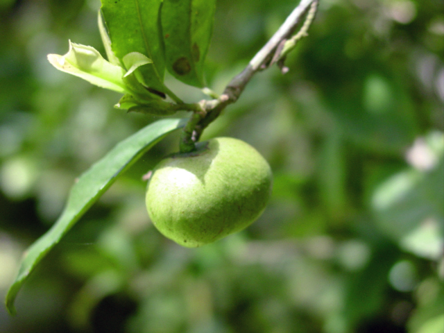 茶树枝上悬挂的 Camellia sinensis 果实照片