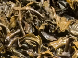 茶底信息图片1