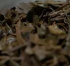 茶底信息图片1