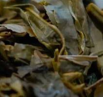茶底信息图片1