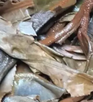 茶底信息图片1